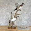 Wood Duck Pair Taxidermy Bird Mount For Sale