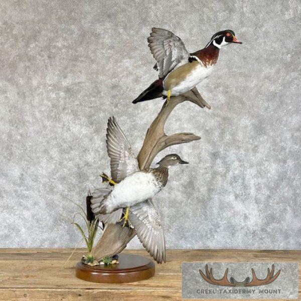 Wood Duck Pair Taxidermy Bird Mount For Sale