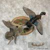 Wood Duck Pair Taxidermy Bird Mount For Sale