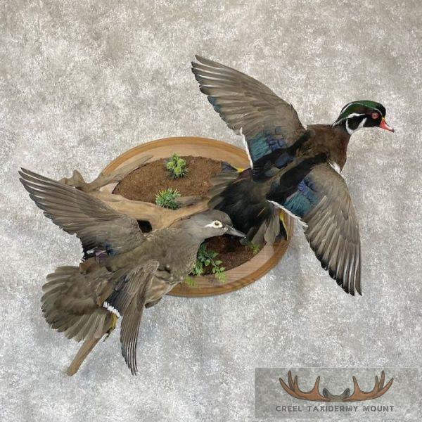 Wood Duck Pair Taxidermy Bird Mount For Sale