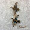 Wood Duck Scene Taxidermy Mount For Sale