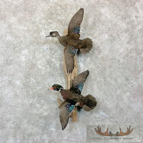 Wood Duck Scene Taxidermy Mount For Sale