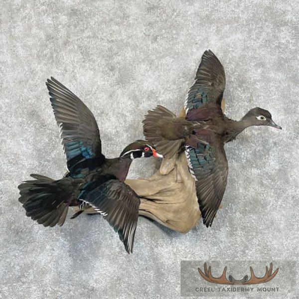 Wood Duck Scene Taxidermy Mount For Sale