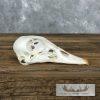 Wood Duck Hen Skull For Sale