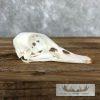 Wood Duck Hen Skull For Sale