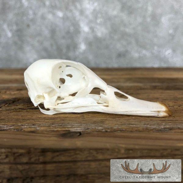 Wood Duck Hen Skull For Sale