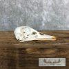 Wood Duck Hen Skull For Sale