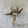 Wood Duck Taxidermy Bird Mount For Sale