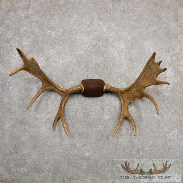 Yakutia Moose Antler Taxidermy Plaque For Sale