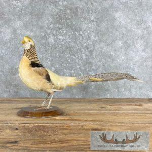 Golden Pheasant Taxidermy Bird Mount Taxidermy