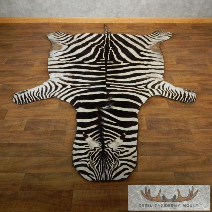 African Zebra Full-Size Taxidermy Rug Taxidermy