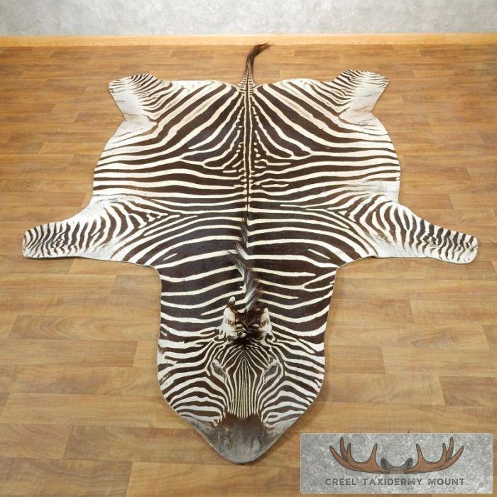 African Zebra Full-Size Taxidermy Rug For Sale